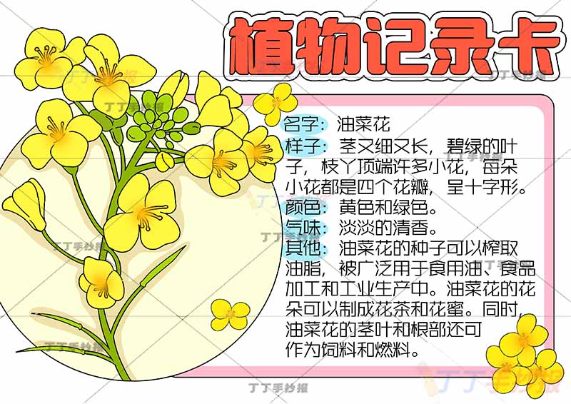 植物记录卡手抄报左边油菜花