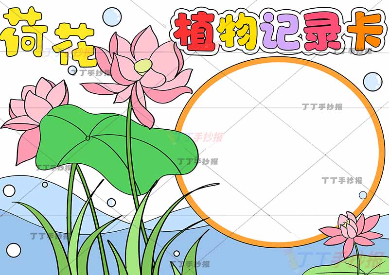 植物记录卡手抄报左边荷花
