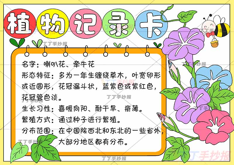 植物记录卡手抄报右边喇叭花