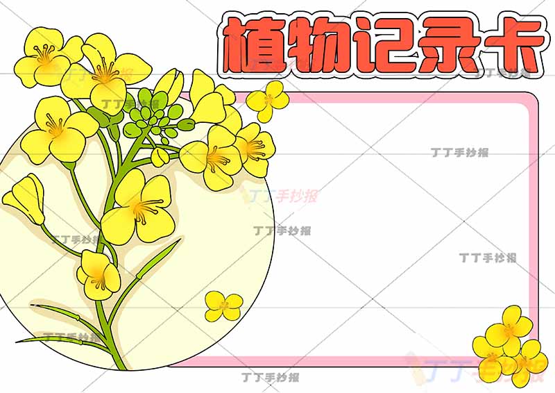植物记录卡手抄报左边油菜花
