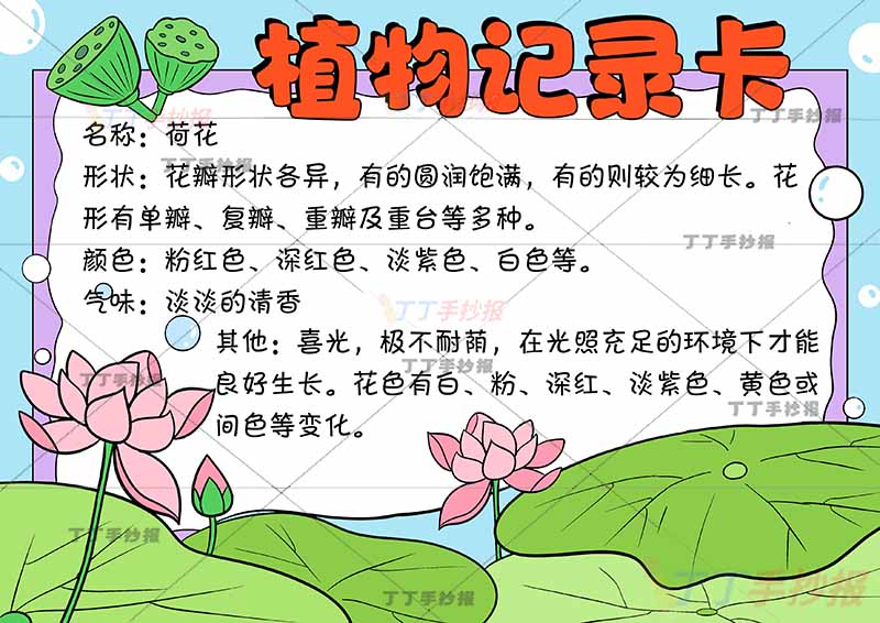 植物记录卡手抄报下方大片荷花