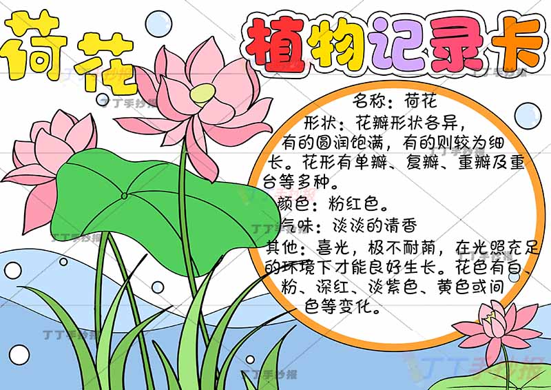 植物记录卡手抄报左边荷花