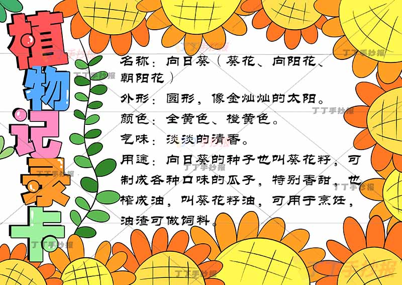 植物记录卡手抄报边缘向日葵