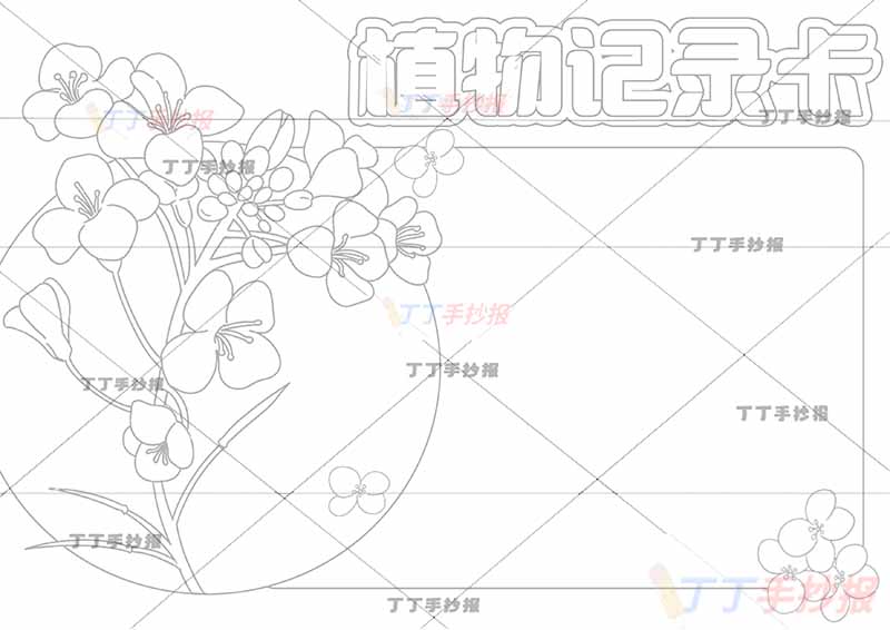 植物记录卡手抄报左边油菜花