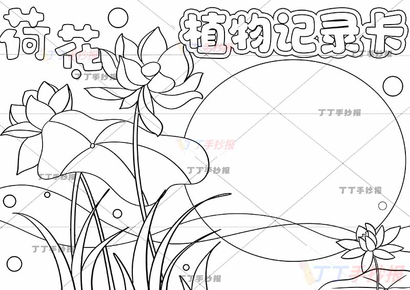 植物记录卡手抄报左边荷花