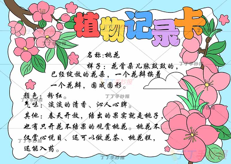 植物记录卡手抄报左右桃花蓝色边框