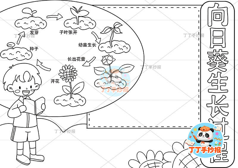 向日葵生长过程手抄报左侧男孩植物生长记录植物记录卡