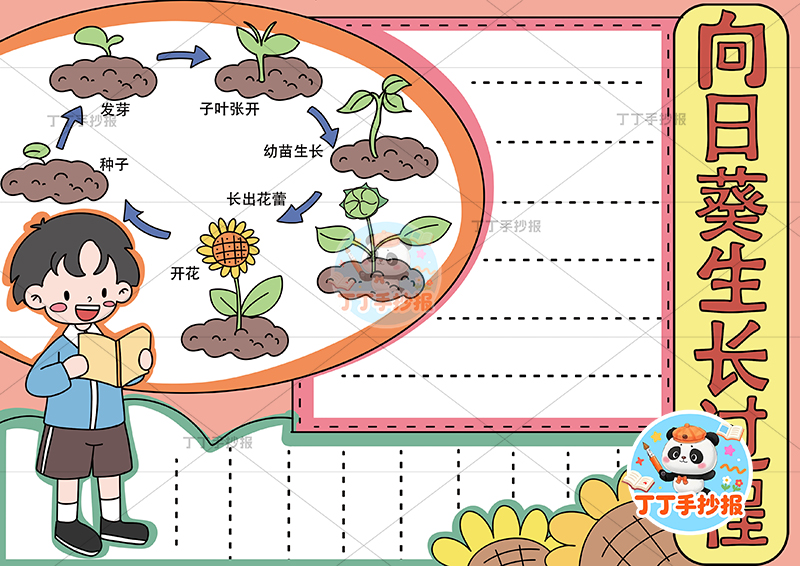 向日葵生长过程手抄报左侧男孩植物生长记录植物记录卡