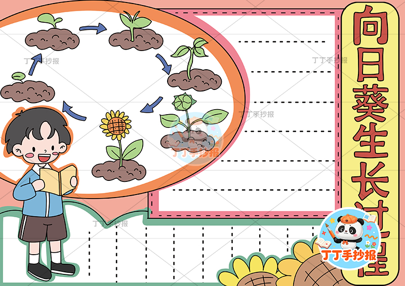 向日葵生长过程手抄报左侧男孩植物生长记录植物记录卡