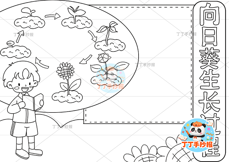 向日葵生长过程手抄报左侧男孩植物生长记录植物记录卡