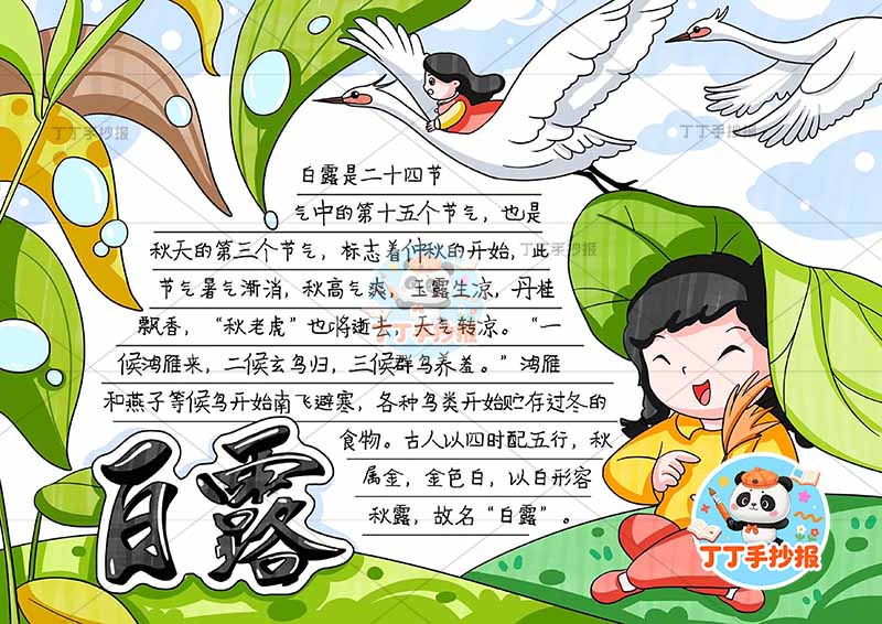 二十四节气白露手抄报右侧女白鹅