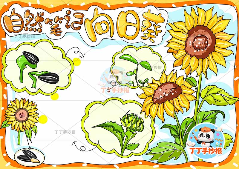 自然笔记向日葵生长过程手抄报右侧向日葵