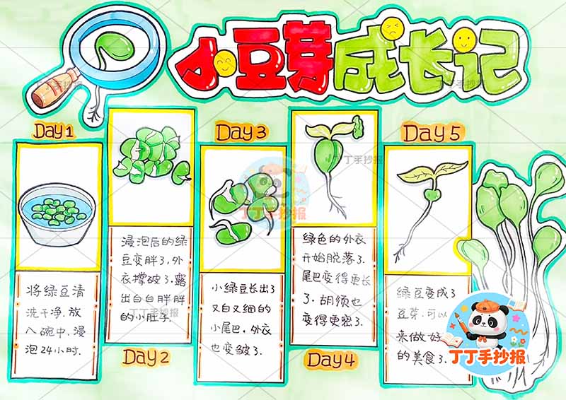 豆芽成长记手抄报豆芽生长记录可爱自然笔记