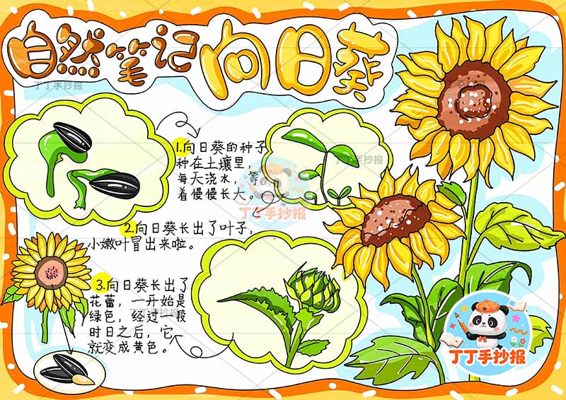 自然笔记向日葵生长过程手抄报右侧向日葵