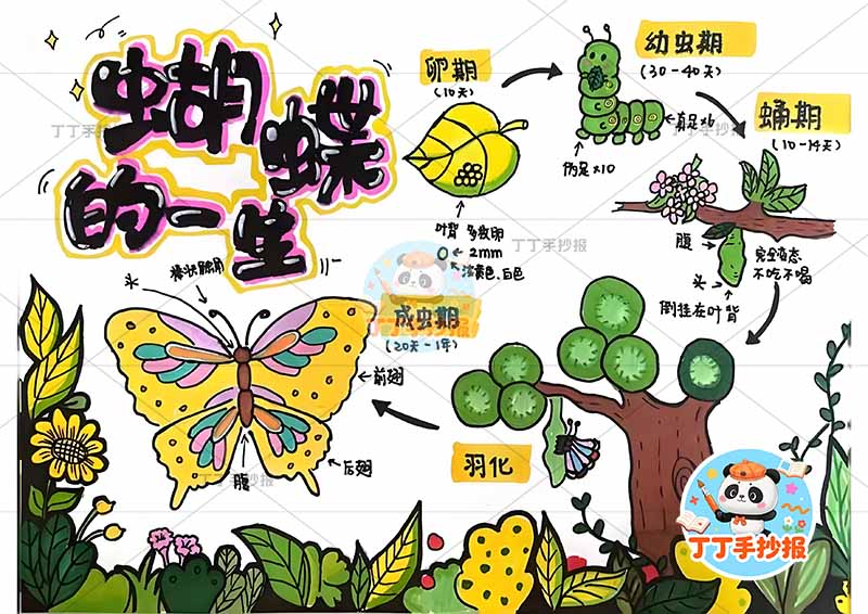 蝴蝶的一生手抄报化茧成蝶蝴蝶生长记录2